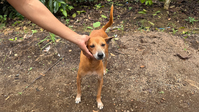 Brown dog with lowered ears and tail up in a rural environment