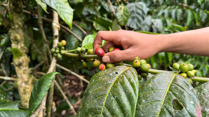 Hand picking a coffee cherry amidst glossy green leaves