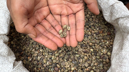 Robusta coffee beans resting in a rustic burlap sack