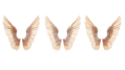 Angel Wings Collection on Clear Background Generative AI