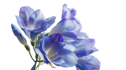A rich blue freesia flower against a transparent background.