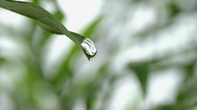 木の葉から滴り落ちる一粒のしずく