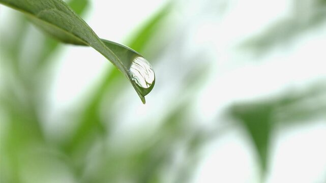 木の葉から滴り落ちる一粒のしずく