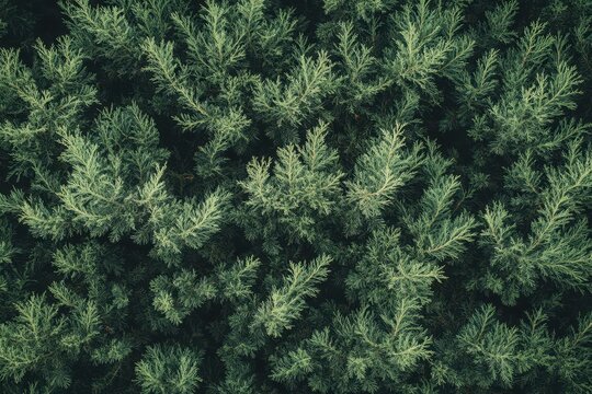 Aerial view of dense evergreen plantation, textured background for design - Powered by Adobe