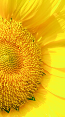 vibrant sunflower image highlights its detailed seed pattern and bright yellow petals, radiating natural beauty.