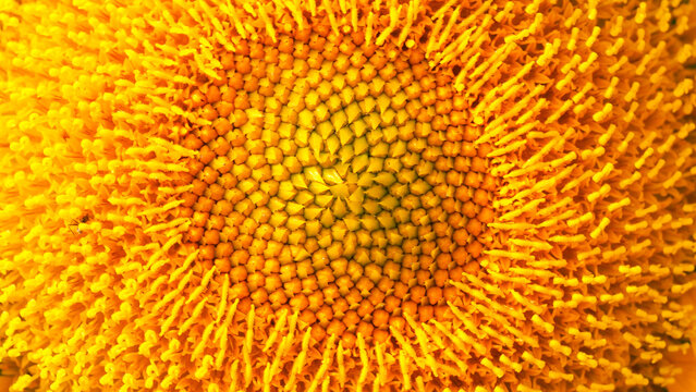the intricate geometric pattern of a sunflower's center, showcasing its vibrant yellow hues and detailed structures, with a small insect adding a natural touch.