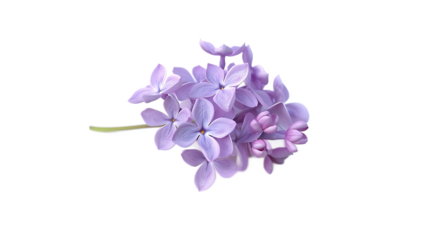 Lilac flowers isolated on a white background / A soft lavender lilac flower against a transparent background.