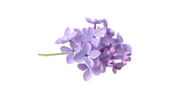 Fototapeta A soft lavender lilac flower against a transparent background.