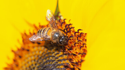 Nature's Harmony - Close-up of a bee pollinating a vibrant sunflower, perfect for environmental education or biodiversity-themed projects.