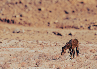 Lonely Horse, Arizona, USA, November 4th 2024