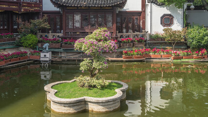Naklejka premium A flowering bougainvillea grows on a decorative flower bed in the middle of the pond. Flowers in pots around the perimeter. Chinese buildings with curved tiled roofs in the background. China. Shanghai