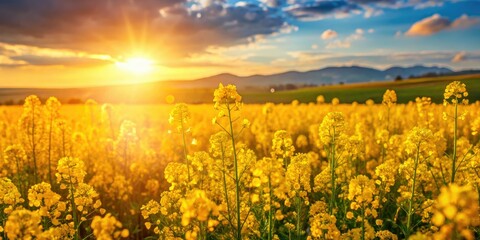 Obraz premium Golden rapeseed field bursts with summer color, soft bokeh blur.