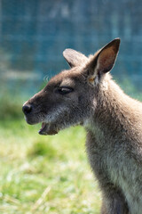 Cute fluffy wallaby in the park. Marsupial mammals. Australia