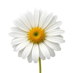 Fototapeta premium Chamomile or daisy isolated on white background