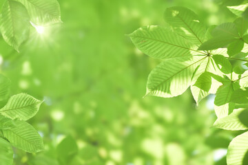 Young tree leaves on a light green background