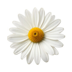 Chamomile or daisy isolated on white background