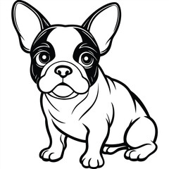 english bulldog puppy