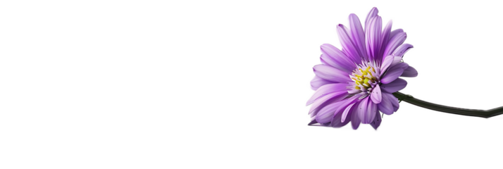A striking purple aster flower against a transparent background.