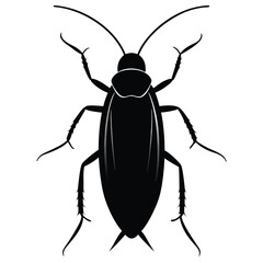 beetle isolated on white