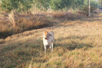 Fototapeta premium The cow (Bos taurus) is a domesticated, hoofed mammal widely known for its role in agriculture and human sustenance. As a member of the Bovidae family, cows are ruminants, meaning they have a special