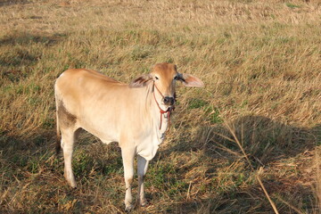 The cow (Bos taurus) is a domesticated, hoofed mammal widely known for its role in agriculture and human sustenance. As a member of the Bovidae family, cows are ruminants, meaning they have a special