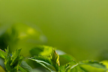 Young tree leaves on a light green background