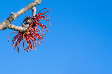 Bright orange and dark maroon flowers of witch hazel plant blooming against a sunny blue sky, winter blooming nature background
