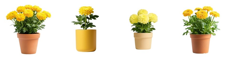 Flower pot isolated collection concept. Four vibrant yellow flowers in pots, showcasing different styles and arrangements, perfect for home decor or gardening inspiration.