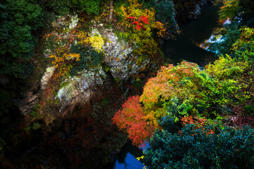 紅葉