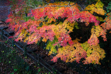 紅葉