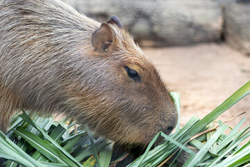 A large, brown capybara sits in a sandy enclosure, munching on a blade of grass.