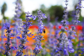 Obraz premium Lavender flowers lit by sunlight, lavender flower in flower garden background