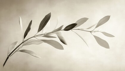 Serene Olive Branch: A Study in Sepia Tones and Natural Elegance