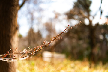 spring in the forest