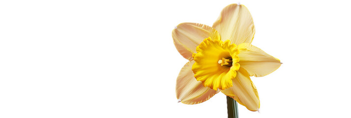 Fototapeta premium A sunny yellow daffodil flower against a transparent background.