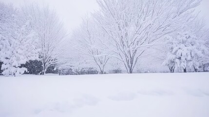 Obraz premium Winter Wonderland Snow Covered Trees in Snowy Field