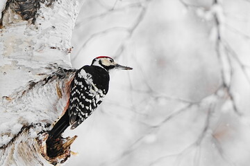 雪の中で木の枝にとまるオオアカゲラ
