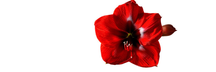A vibrant red amaryllis flower against a transparent background.