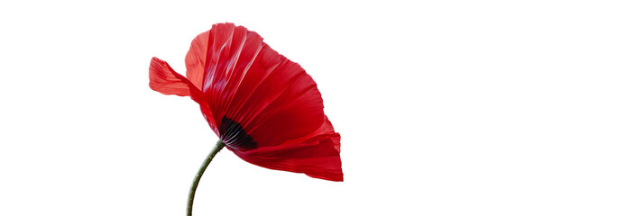 A vibrant red poppy flower against a transparent background.