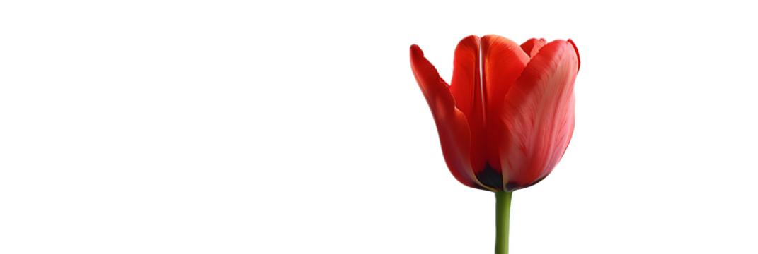 A vibrant red tulip flower against a transparent background.