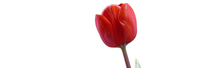 A vibrant red tulip flower against a transparent background.