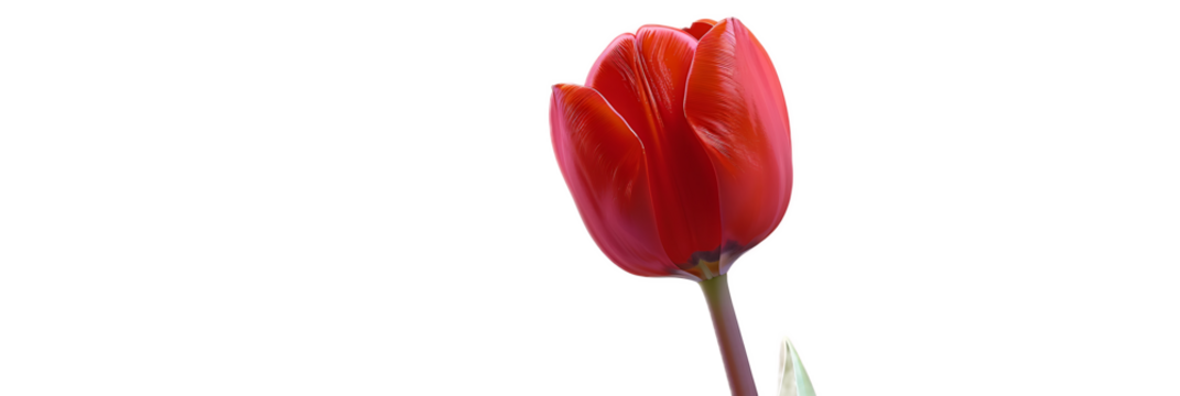 A vibrant red tulip flower against a transparent background.