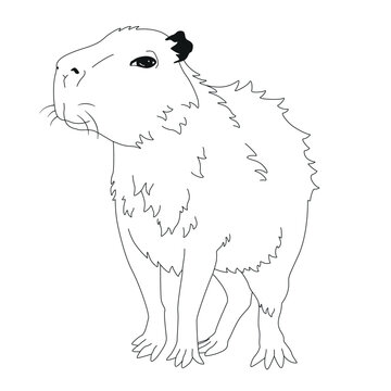 Vector hand-drawn illustration of a capybara in the style of engraving. A sketch of a wild Brazilian animal isolated on a white background. Fauna of South America.