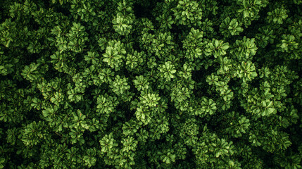 Lush green foliage covers the forest floor in a vibrant landscape of nature's beauty