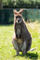 Cute fluffy wallaby in the park. Marsupial mammals. Australia