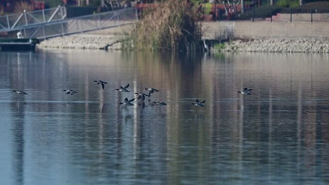 A Flock of common merganser landing on lake water