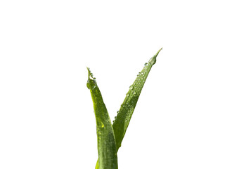 Obraz premium wheat leaf with dew transparent image