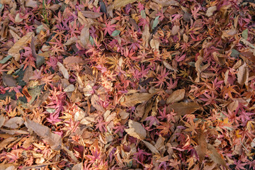 秋冬　カラフルな乾いた落ち葉で埋まる森の道　自然の風景　