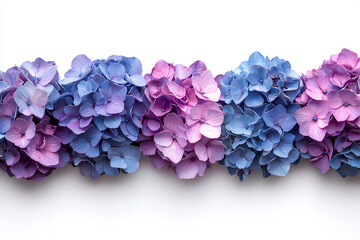  hydrangea border, isolated on white background