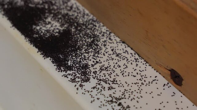Close view of frass left by a termite infestation.
